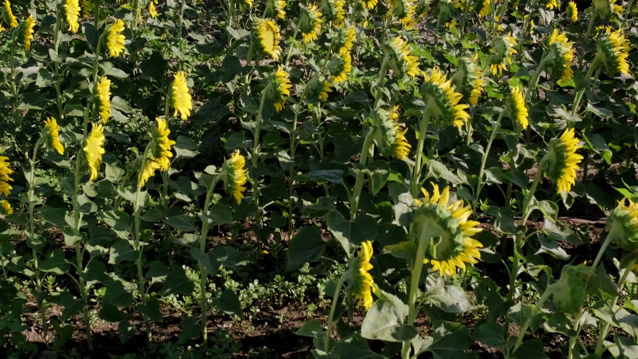 imágenes de una vista del paisaje de un campo de girasoles con un movimiento de inclinación de la cámara.