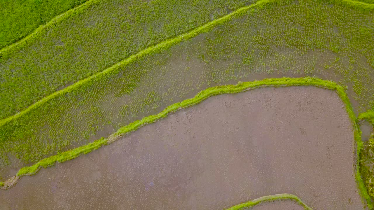 vista aérea de campos de arroz en terrazas en magelang, indonesia