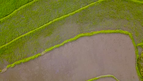 Aerial-view-of-terraced-rice-fields-in-Magelang,-Indonesia