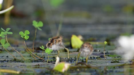 Polluelos-De-Jacana-De-Cola-De-Faisán-Alimentándose-En-Humedales