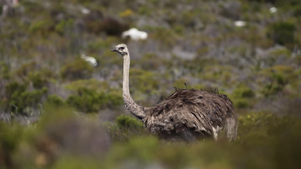 cámara lenta cerca de avestruz caminando a través de arbustos en sudáfrica