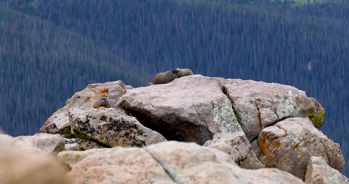 Video di diverse marmotte dal ventre giallo (Marmota flaviventer)