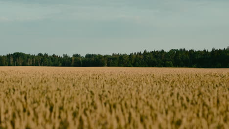 Filmische-Nahaufnahme-Von-Weizenernte-Landwirtschaftlichen-Flächen-Mit-Hintergrundbäumen-Am-Horizont