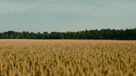 primer plano cinematográfico de tierras agrícolas de cultivo de trigo con árboles de fondo en el horizonte