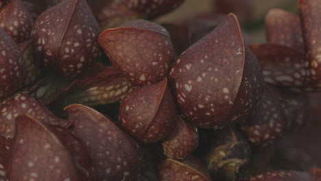 pan closeup showing different parts of same carnivorous plant