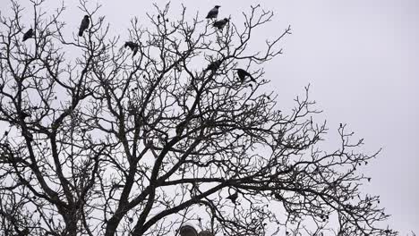 Gray-crows-perched-on-old-walnut-wood