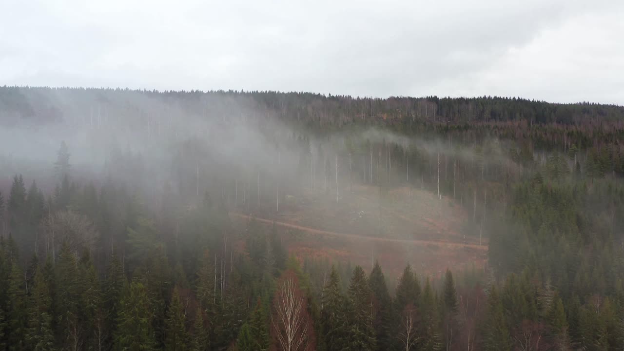 Aerial shot of a forest covered in clouds in Sweden