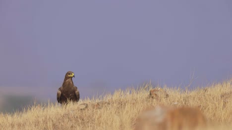 águila-De-Estepa-Despega-En-Campo-De-Hierba-Durante-El-Día