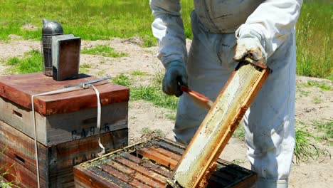 beekeeper brushing off the honey bee from honey comb