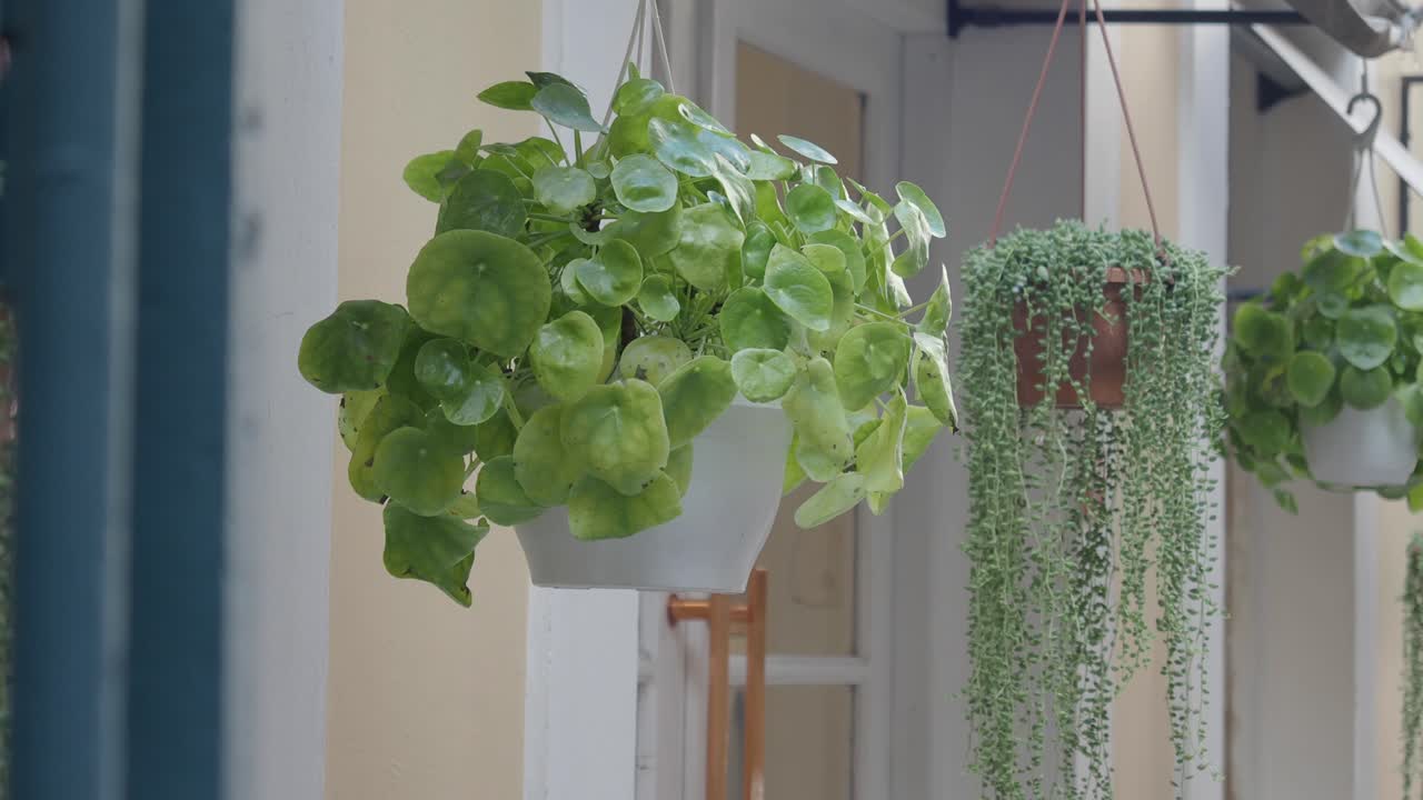 Piante sospese sulla facciata di un edificio
