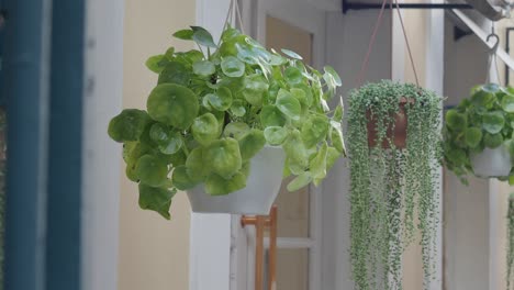 hanging plants on a building exterior