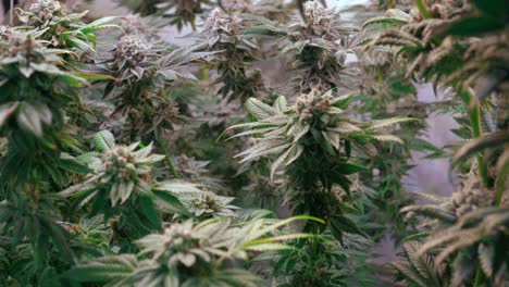 shot of a cannabis plants growing in a grow tent during flowering stage