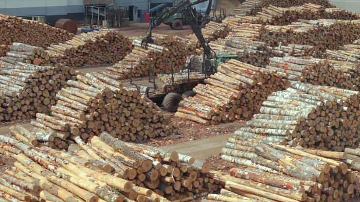 Tractor loading birch tree logs by plywood factory