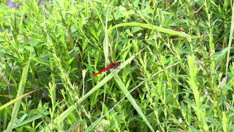 Close-up of a vibrant red dragonfly resting on green grass in a natural outdoor setting. Ideal for nature, wildlife, and insect-themed content