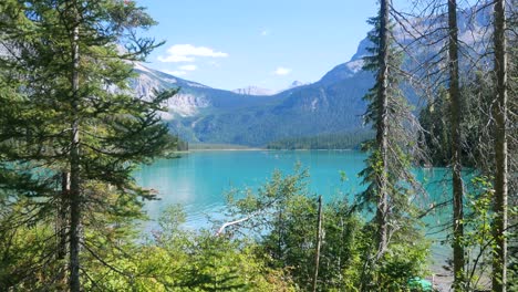 Vista-Del-Lago-Azul-Claro-De-Verano---Lago-Esmeralda-A-Través-Del-Bosque-De-Pinos-Con-Una-Hermosa-Cordillera-Con-Cielo-Azul-Claro-En-Vacaciones-De-Verano-En-El-Parque-Nacional-Yoho-banff,-Alberta,-Canadá