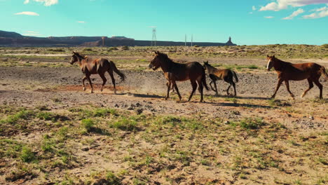 Los-Caballos-Salvajes-De-Arizona-Desde-El-Aire:-Frenar-Después-De-La-Carrera