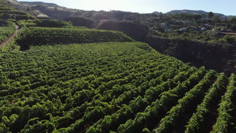 toma aérea de viñedos ubicados en la isla de gran canaria