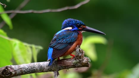 El-Martín-Pescador-De-Orejas-Azules-Es-Un-Pequeño-Martín-Pescador-Que-Se-Encuentra-En-Tailandia-Y-Es-Buscado-Por-Los-Fotógrafos-De-Aves-Debido-A-Sus-Hermosas-Orejas-Azules,-Ya-Que-Es-Una-Pequeña,-Linda-Y-Esponjosa-Bola-De-Plumas-Azules-De-Un-Pájaro