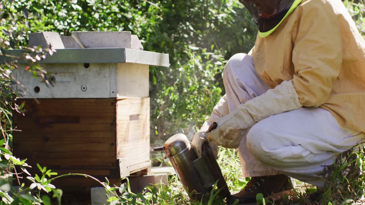 ⁇ 벌집 에서  ⁇ 벌 을 진정 시키기 위해 담배 를 피우는 사람 을 사용하는 보호 의복 을 입은 백인 남성 양봉자
