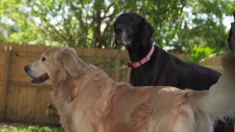 golden retriever and great dane enjoying nice day