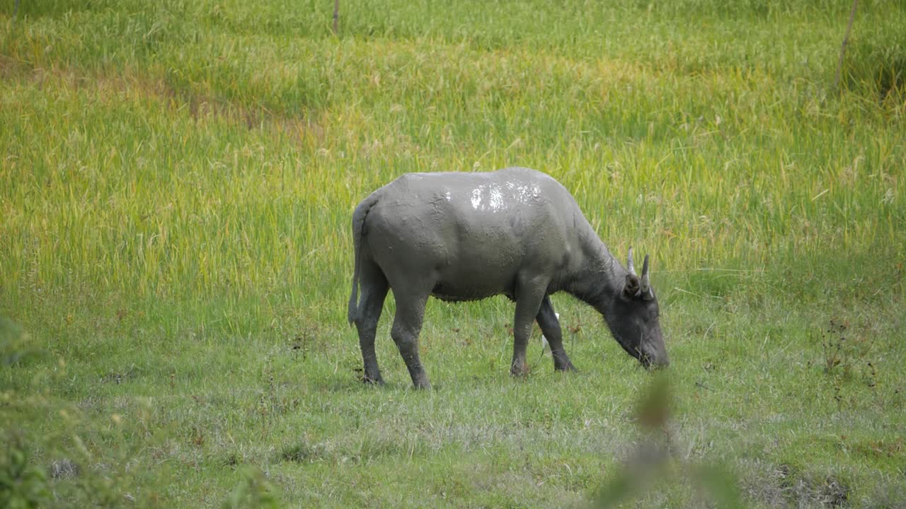 인도네시아에서 풀을 뜯고 있는 진흙으로 뒤덮인 아시아 물소의 초슬로우 모션 샷
