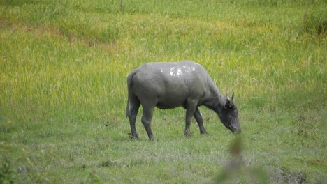 Ultra-slow-motion-shot-of-mud-covered-Asian-water-buffalo-grazing-in-Indonesia