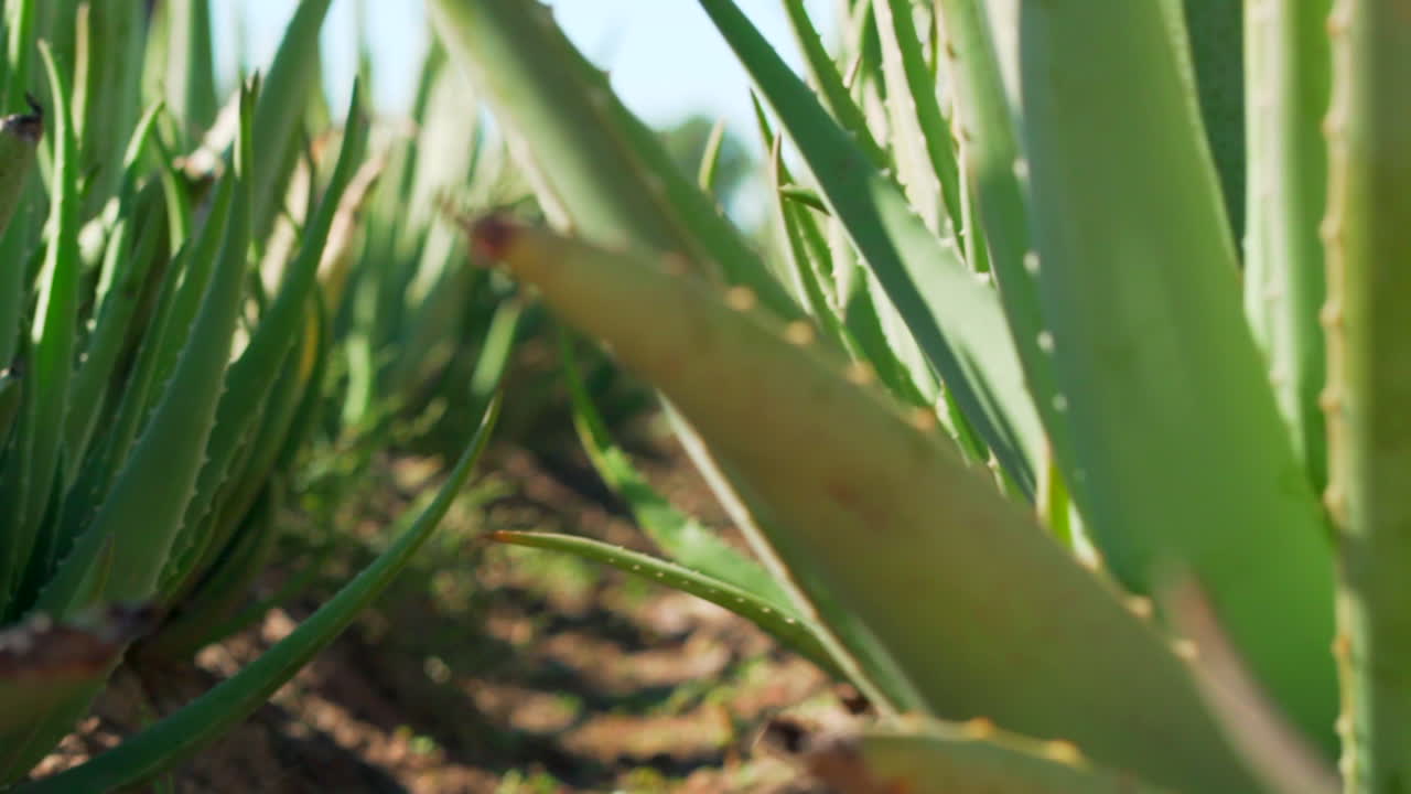 aloe vera de cerca en el campo mexicano