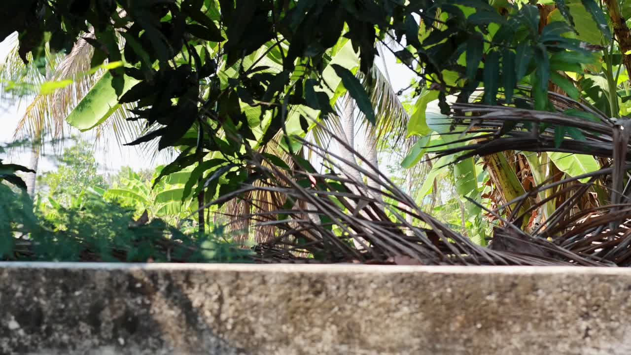 방 의 운하 연안 에 있는 떠다니는 시장 에서 울창 한 열대 식물 들