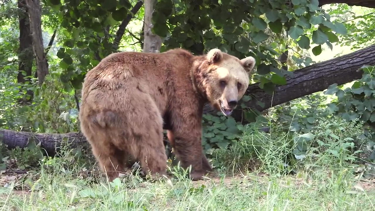 Orso bruno in cerca di cibo in una lussureggiante foresta