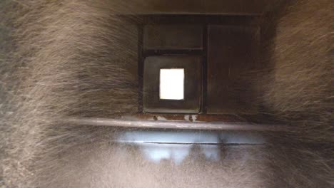 machine pouring dry tea raw or grain to container