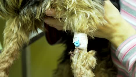 dog with a catheter in a vet at the clinic