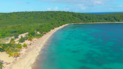 exotic sandy beach palm tree, rainforest sun bay vieques island puerto rico