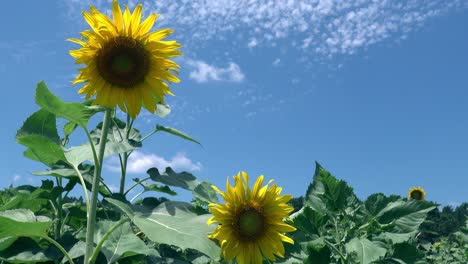 sunflower swaying in the breeze in a green field against a blue sky with high white clouds