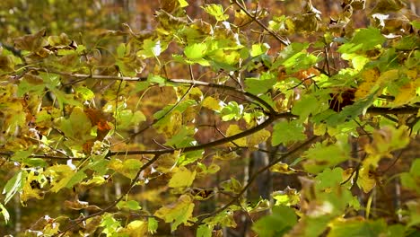 Blick-Durch-Die-Blätter-Im-Herbst