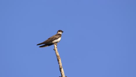 South-American-Brown-chested-Martin,-Progne-tapera,-perched-on-a-stake-against-a-blue-sky-background