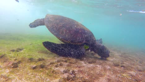 Underwater-Shot-of-a-One-Eyed-Green-Sea-Turtle-Swimming-Against-the-Currents-in-Shallow-Waters-Around-Hawaii