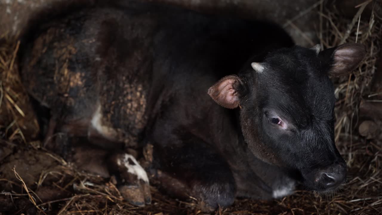 마구간에서 송아지 씹는 건초, 바닥에 누워, 검은 황소, 마을 가축