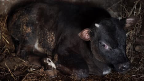 calf chewing hay in stall, lying on ground, black bull, village domestic animals