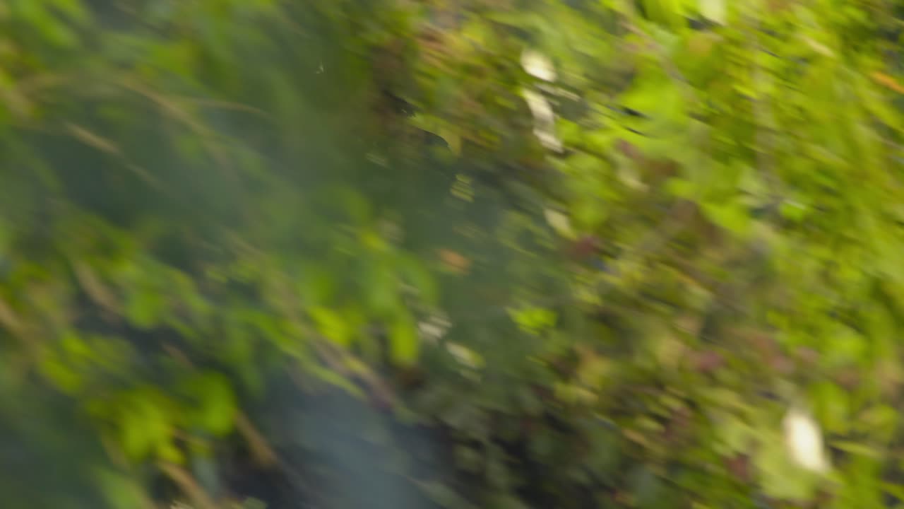 volando con sus alas extendidas, una pava de garganta azul aterriza dentro de un árbol, pájaro en vuelo