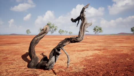 dry landscape of grassland and trees on winter