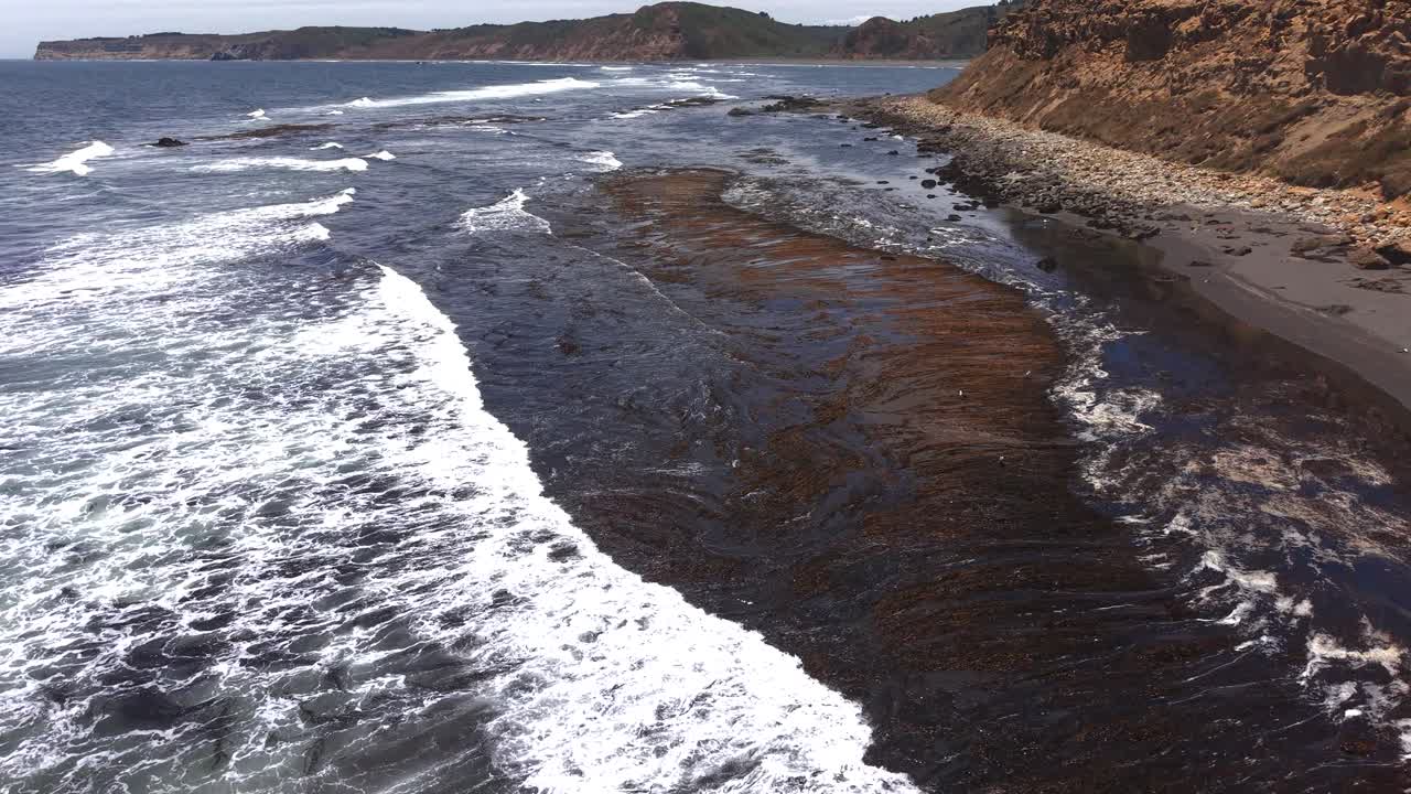 Ripresa aerea con drone a bassa quota che sorvola una spiaggia di sabbia scura con alghe spiaggiate e onde che si infrangono vicino alle scogliere costiere in Cile, 4K