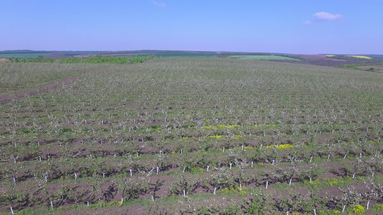 Large Blooming Apple Orchard. Aerial view of beautiful blossoming apple tree garden