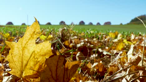 Großes-Blatt-Auf-Einem-Feld