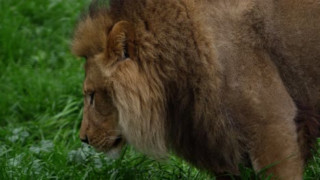 león macho caminando en cámara súper lenta de cerca