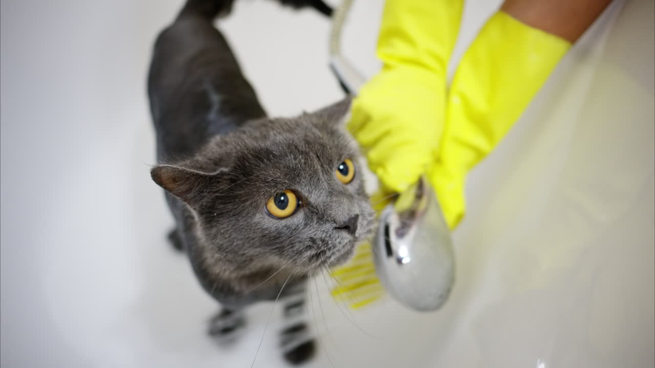 Woman hands in yellow gloves washing a black british fold cat, slow motion