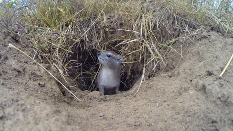 A-Bush-Hyrax-In-His-Burrow-In-Masai-Mara,-Checking-Out-Its-Surroundings-Before-It-Finally-Went-Out---Medium-Shot