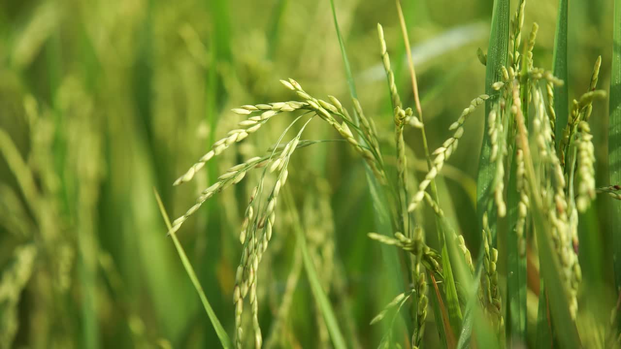 쌀은 많은 아시아 국가에서 주식입니다.