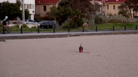 dog catching a flying disc on brighton beach