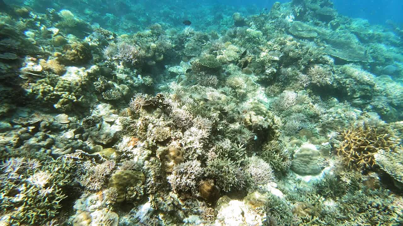 una toma submarina de mano sobre un arrecife de coral, en filipinas