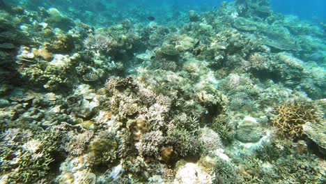 A-handheld-underwater-shot-over-a-coral-reef,-in-the-Philippines